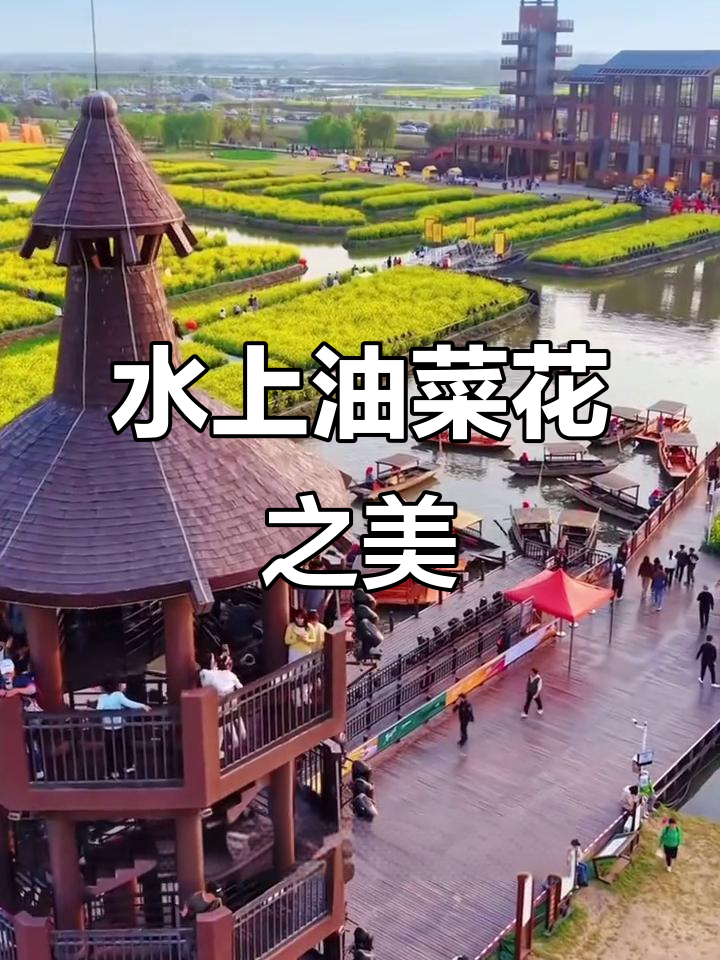 兴化千垛水上油菜花,美得令人陶醉