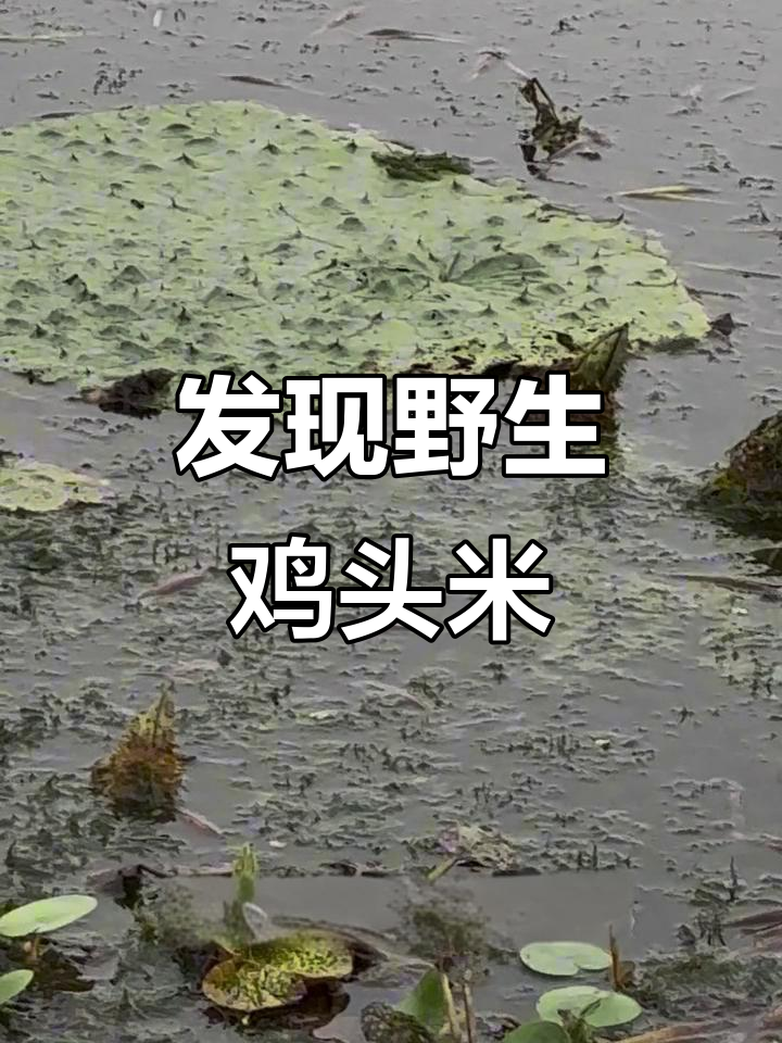公园偶遇野生鸡头米,睡莲科植物竟藏于叶脉之中
