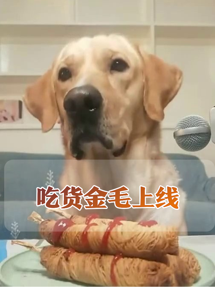 金毛为吃炸鸡卷拼了!一口一个香到模糊,最后连盘子都舔了