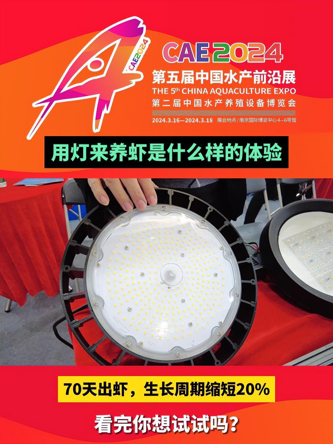 70天出虾,生长周期缩短20%!用灯来养虾是什么样的体验?南美白对虾 水产养殖 虾灯