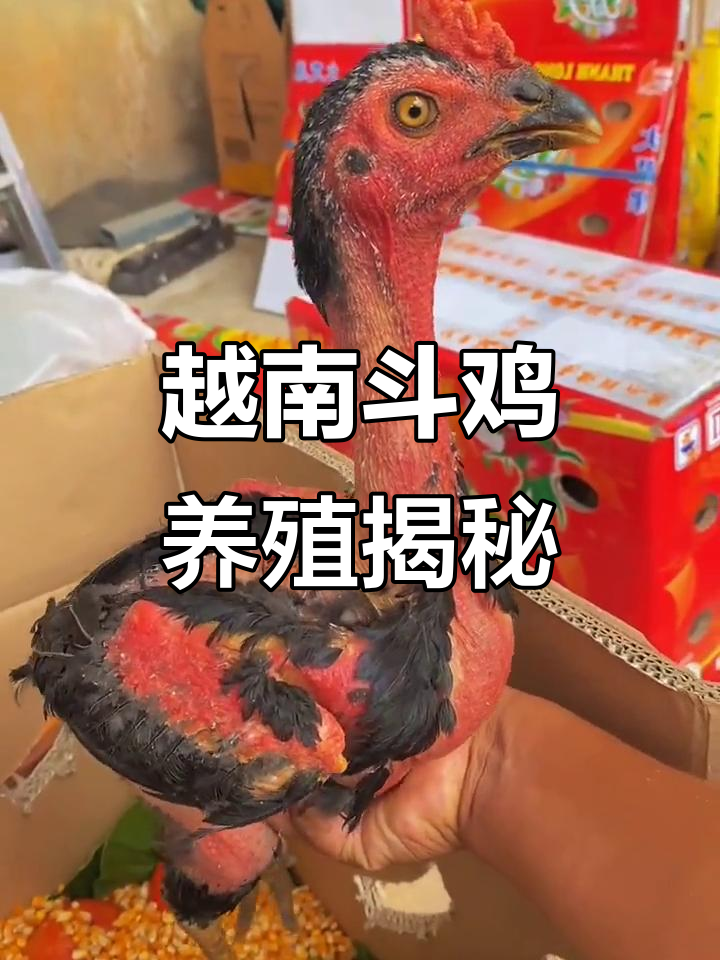 越南斗鸡文化揭秘:纯种母鸡与种蛋的魅力