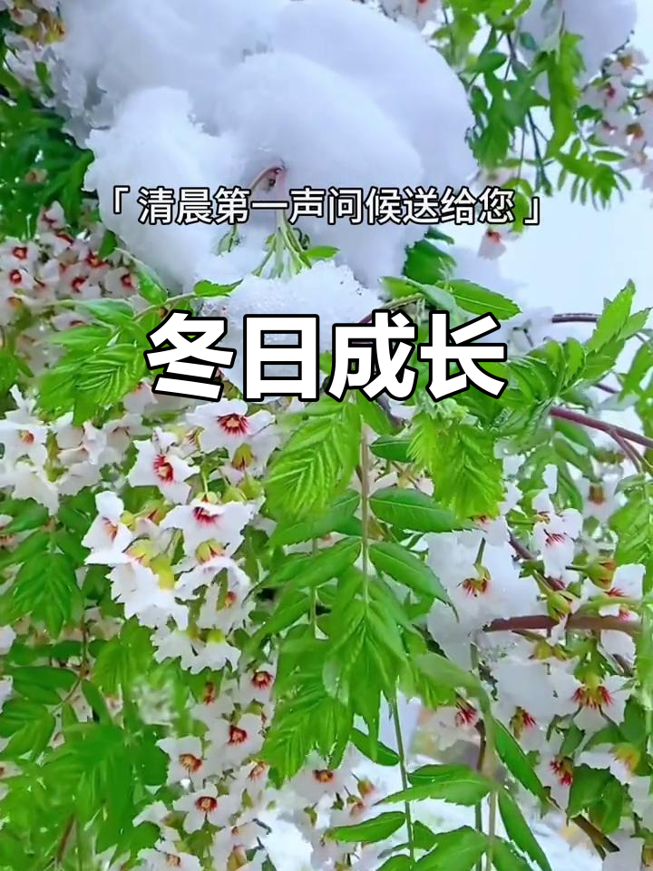 12月16日周二早安,冬天是成长的季节,努力终将绽放