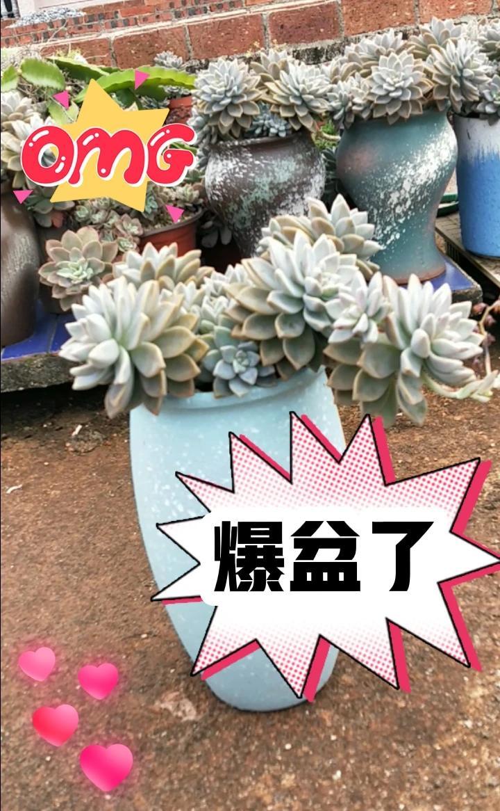 多肉淡雪,也叫幽灵公主,每一盘都是爆满的状态,头大了