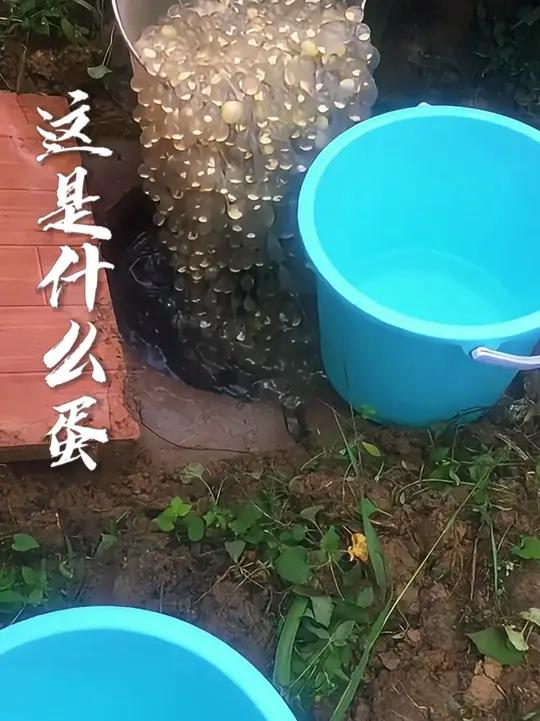 带你认识不同的蛋你们都见过哪些