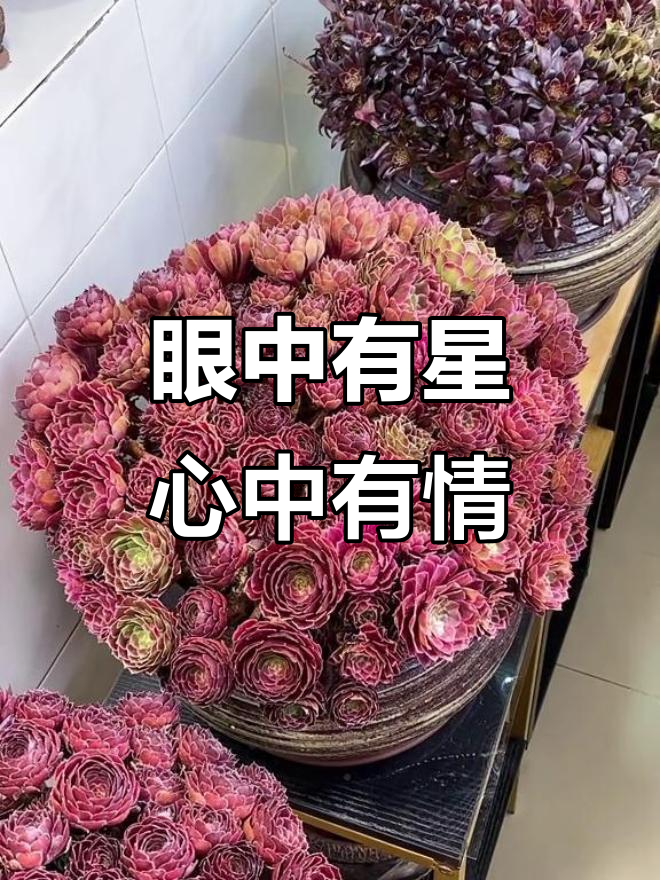愿你眼中永远有星辰,心中充满爱与勇气