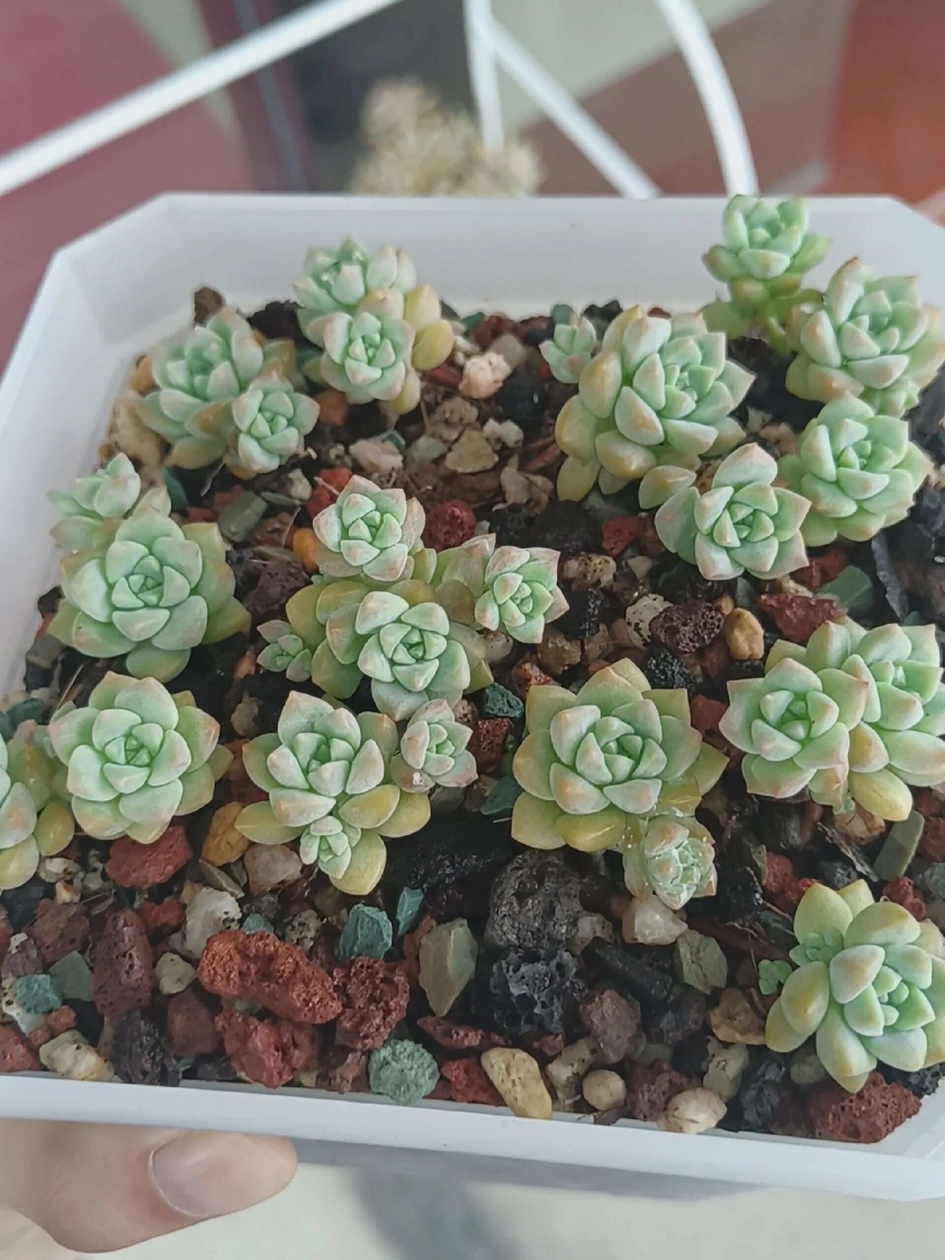 拉我入坑的多肉品种之一,粉蔓