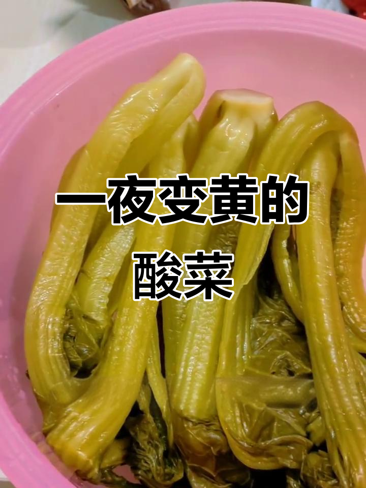 20分钟酸菜速成法，芥菜变黄超神奇