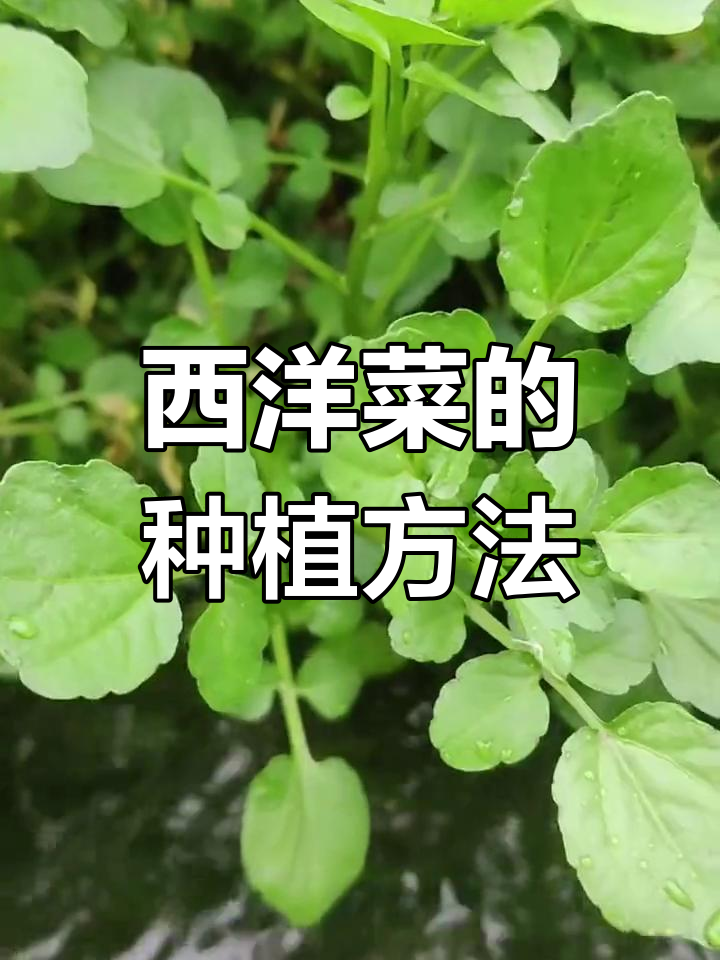 西洋菜种植技巧:种子播种与扦插繁殖