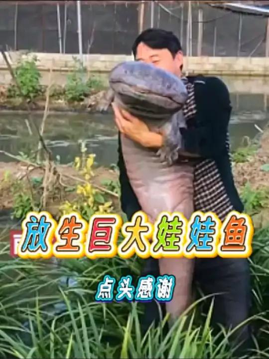 钓到娃娃鱼突然发出啼哭声，好心男子选择放生！