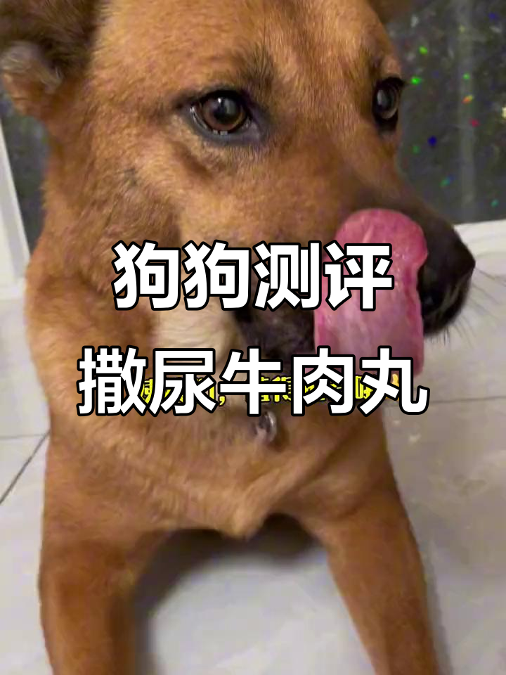 狗狗吃撒尿牛肉丸，外皮Q弹汤汁四溢，萌宠反应超有趣