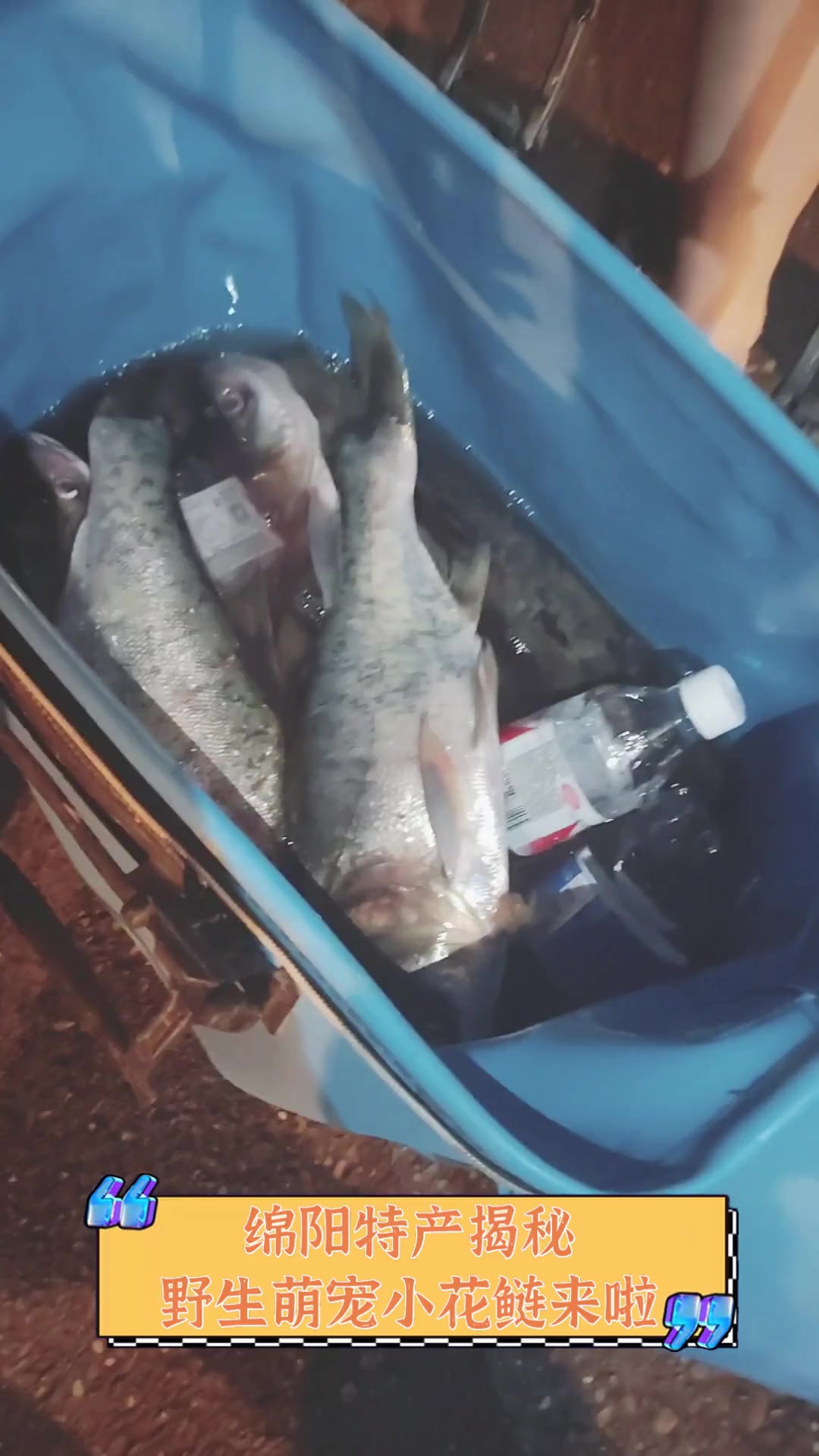 绵阳特产揭秘,野生萌宠小花鲢来啦