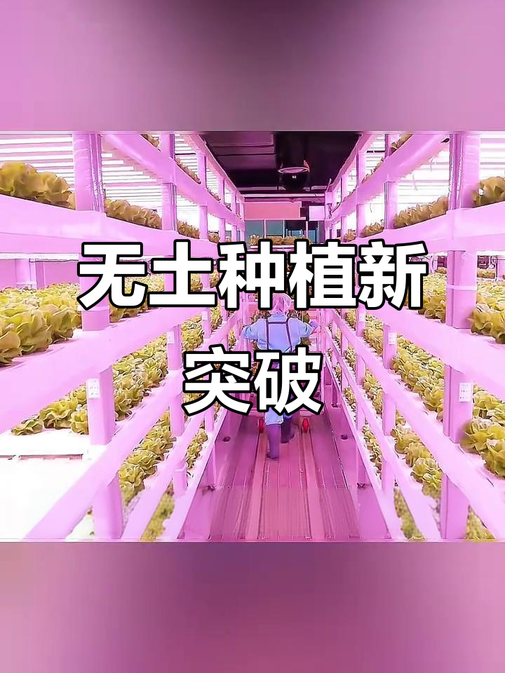 无土栽培，让蔬菜生长不再依赖土壤！