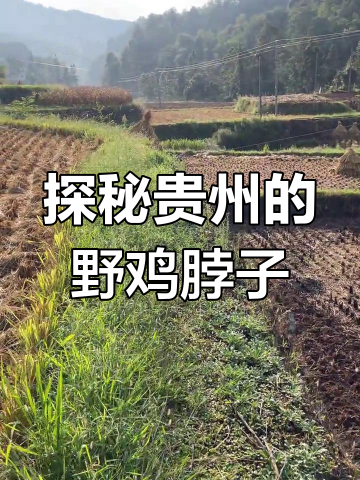 贵州贵阳寻“野鸡脖子”:胆小剧毒蛇的真实面目