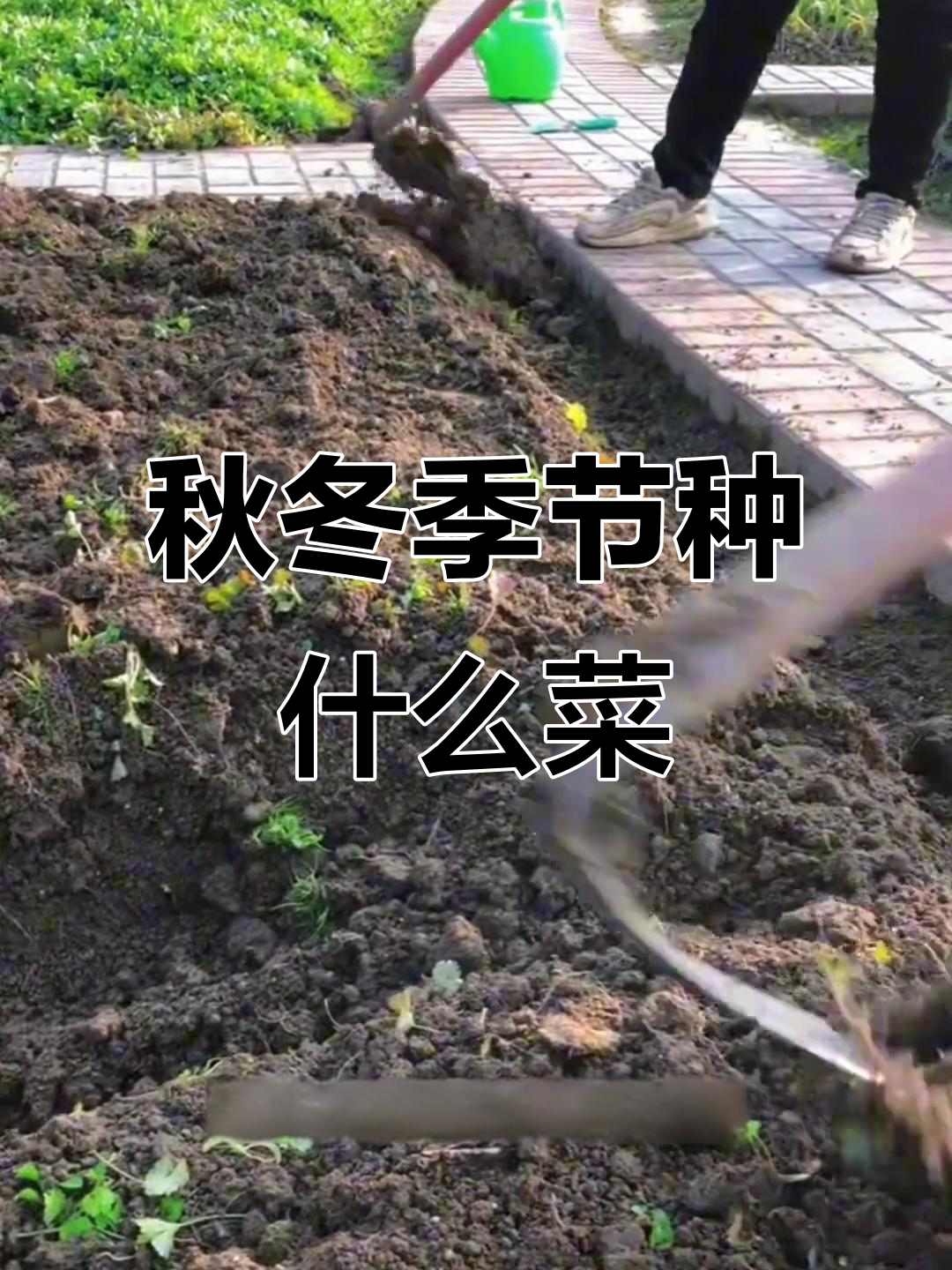 8月立秋后种菜全攻略,这些蔬菜最适合秋季种植