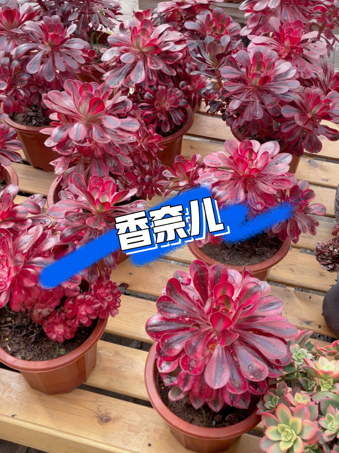 多肉植物～香奈儿