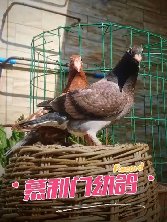 这只火凤凰幼鸽的鼻子真大!感谢大哥送的军校生和火凤凰