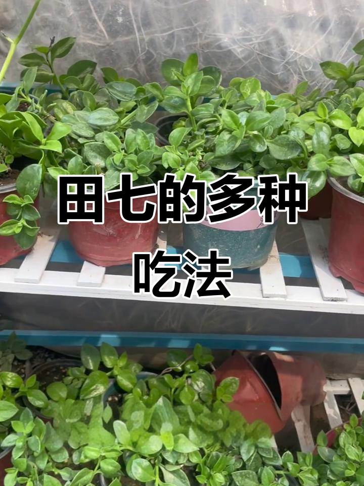 田七凉拌、炒菜或煲汤,美味又耐久,你家有这道菜吗?