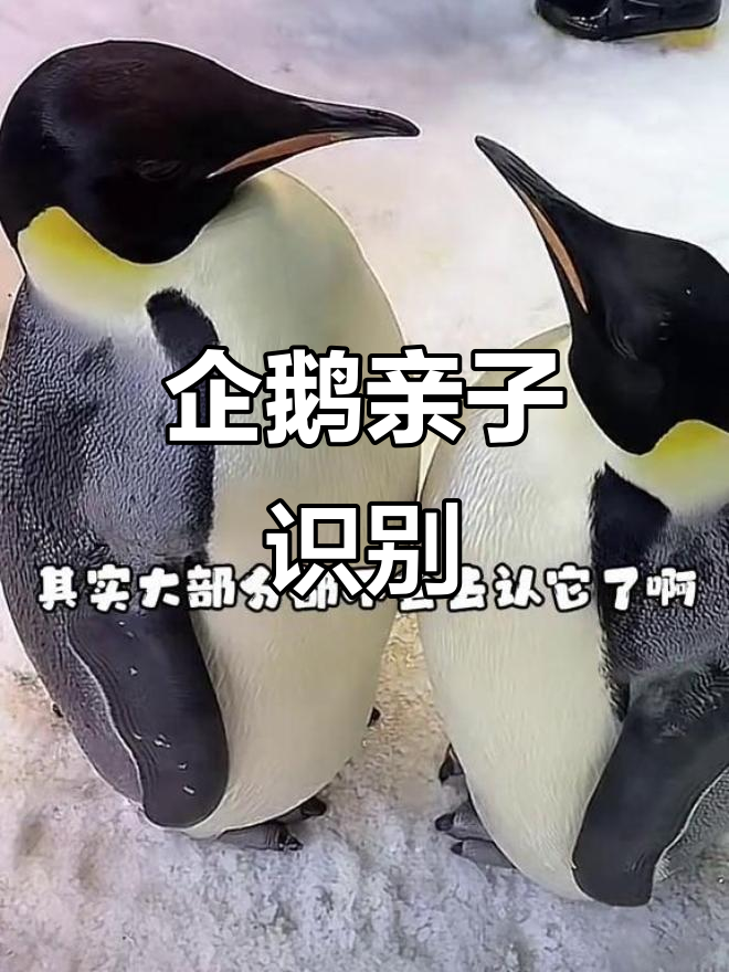 企鹅宝宝长大,父母还能认出它吗?
