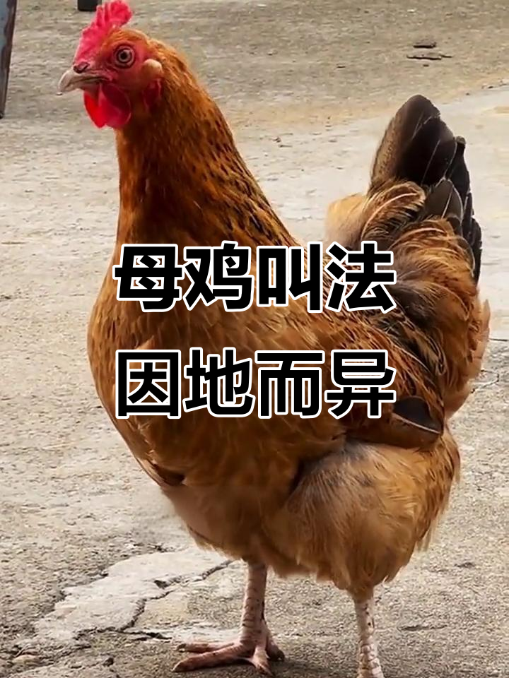 母鸡叫声大不同,地域文化影响真有趣