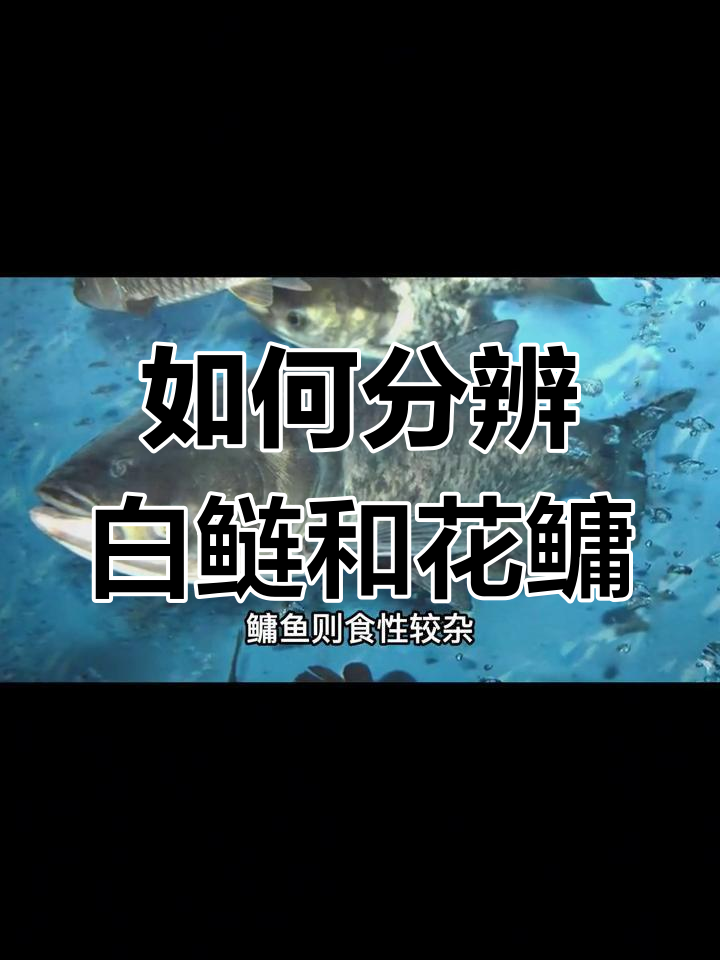 白鲢与花鳙的区别解析
