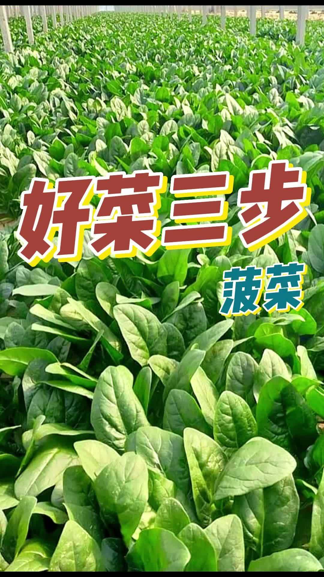 9月可以开始菠菜了,像我这样做,你也能种出吃不完的菜 菠菜 家庭种菜 我的小菜园
