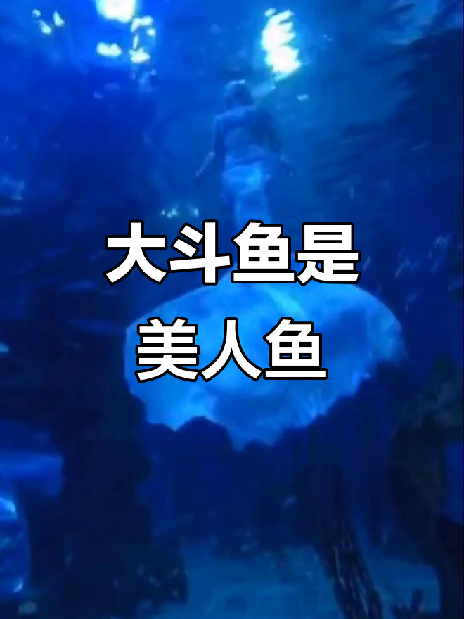 超大斗鱼现身,竟然是一条美人鱼!