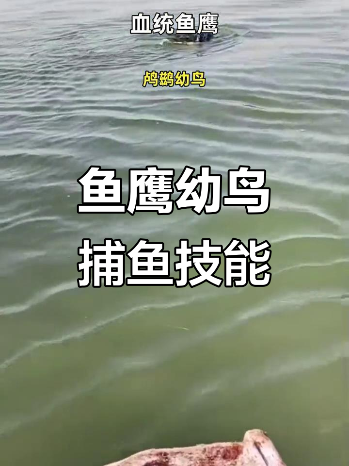 鱼鹰幼鸟成长记:从捕鱼训练到独立捕食全过程
