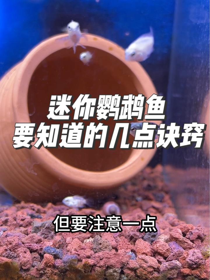 迷你鹦鹉鱼如何能养好?养殖迷你鹦鹉鱼要知道的几点诀窍