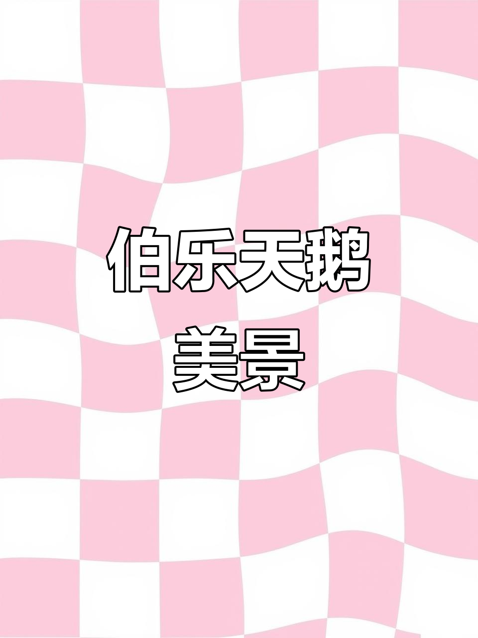伯乐滨河公园的白天鹅与野鸭,冬季美景尽收眼底