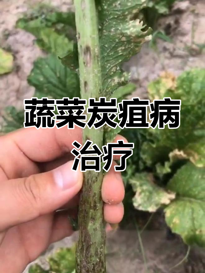 蔬菜炭疽病症状与治疗方法
