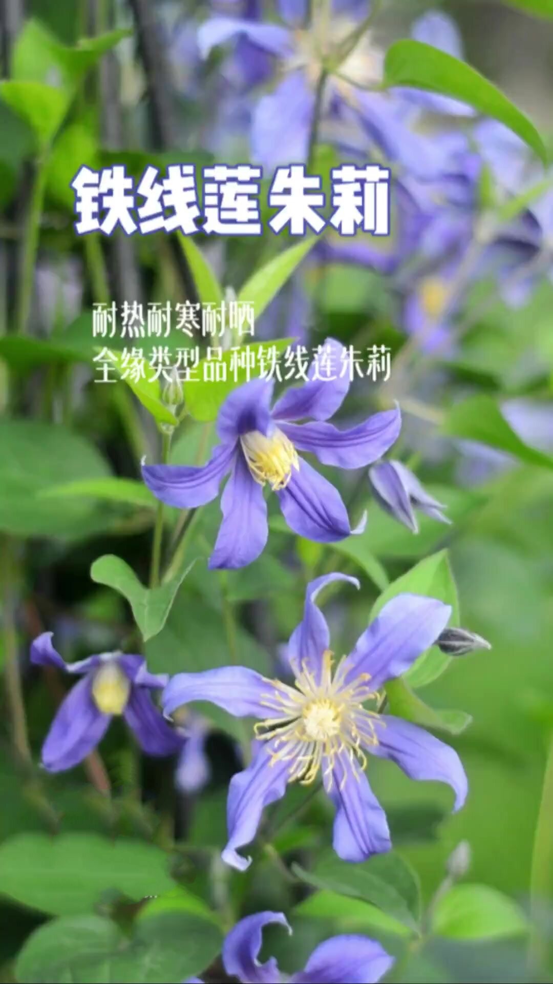 耐热耐寒的全缘类型的铁线莲品种朱莉