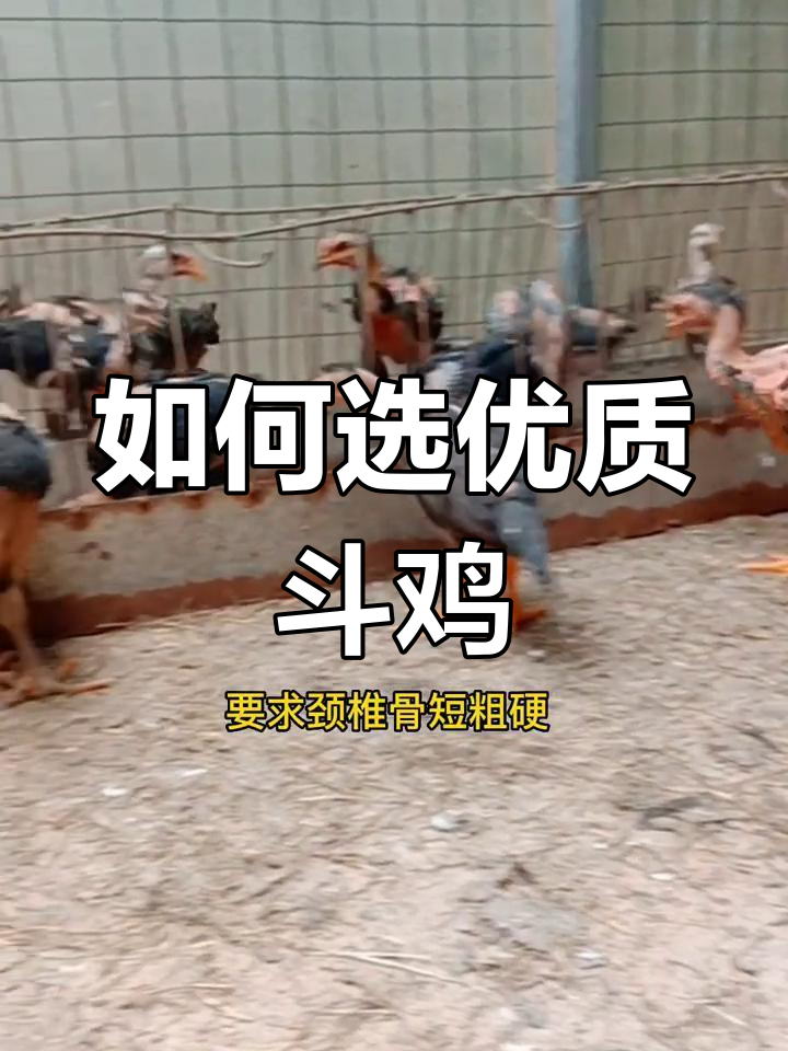 斗鸡养殖技术全解析