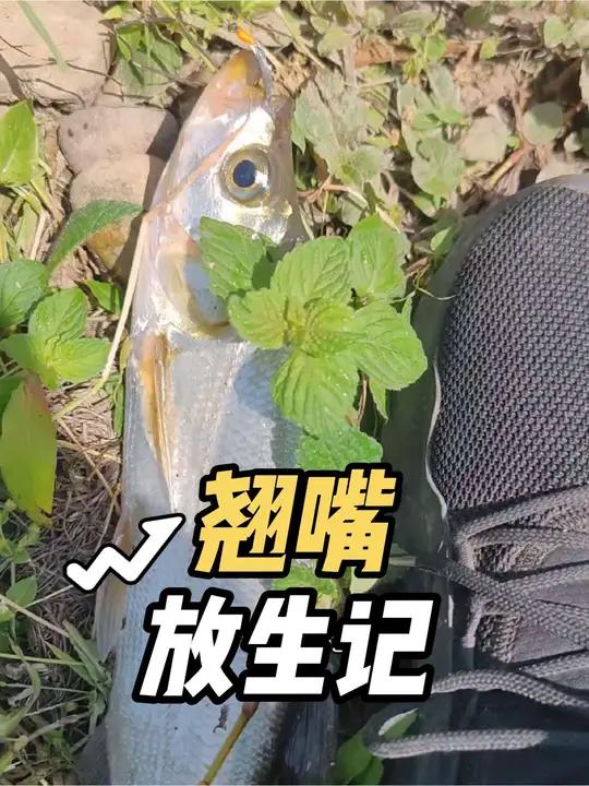 路亚翘嘴哪有那么难呢?头顶大太阳一样上鱼!冰丝虾vib都有口
