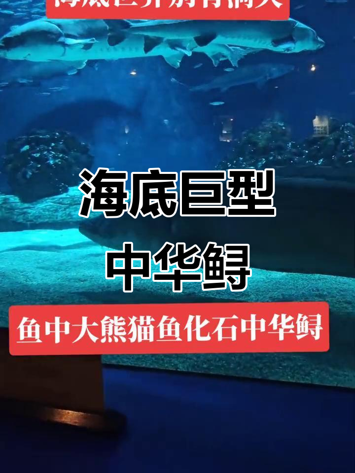 探秘海底巨型国宝，中华鲟震撼登场