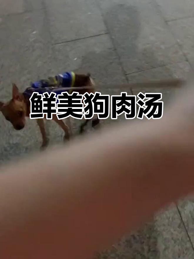 狗肉汤的秘密：新鲜清汤，每天一顿的美味享受