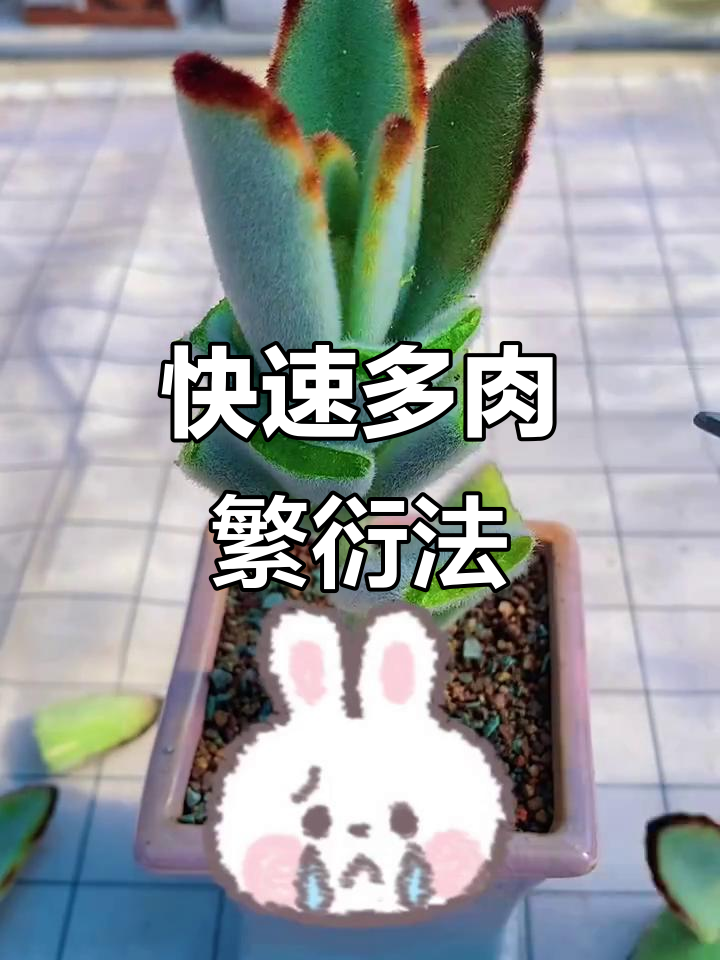 多肉植物这样繁殖,数量轻松翻倍!