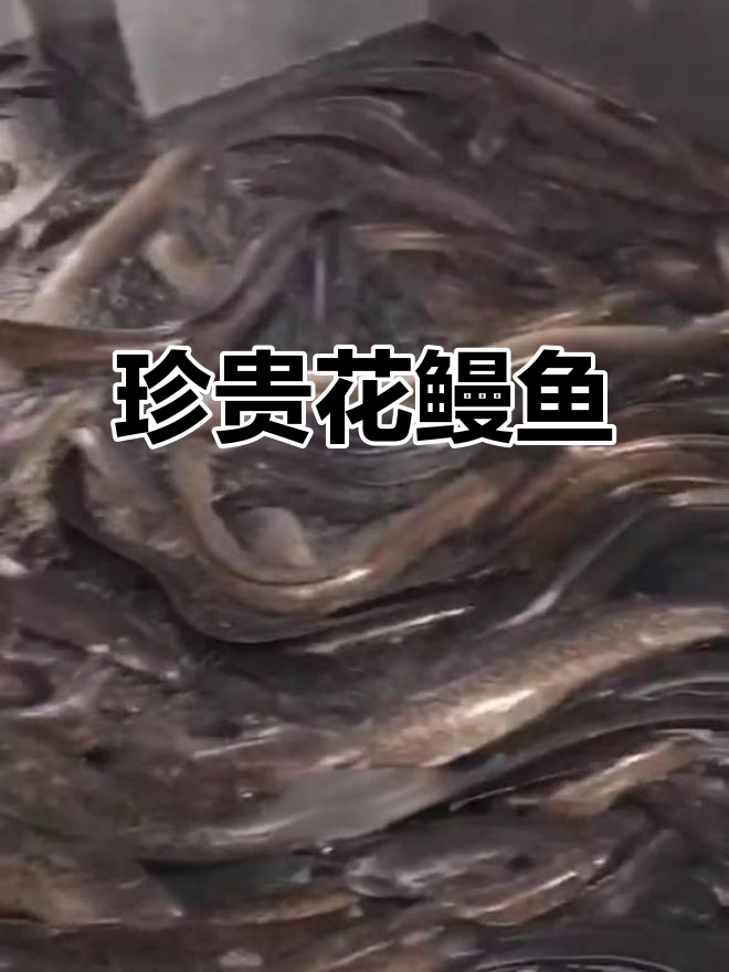 花鳗鱼:滋补佳品,广东的“鳝王”美味