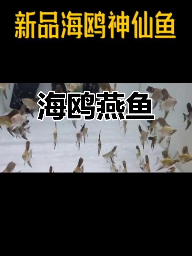 神奇海鸥燕鱼,台湾基因奇迹