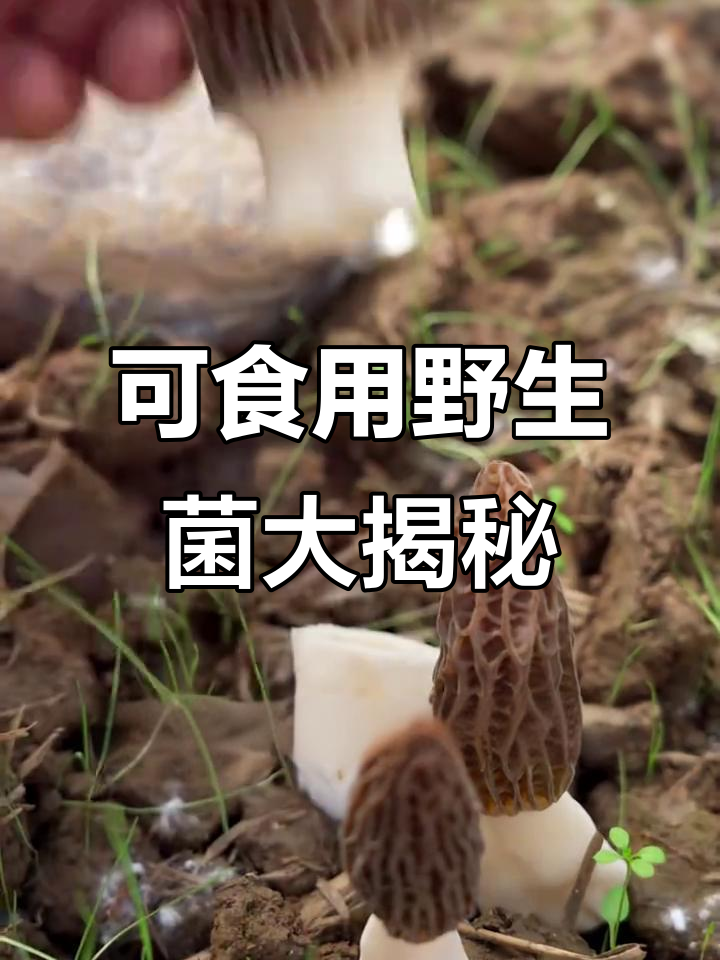 10种美味可食的野生菌，你了解吗？