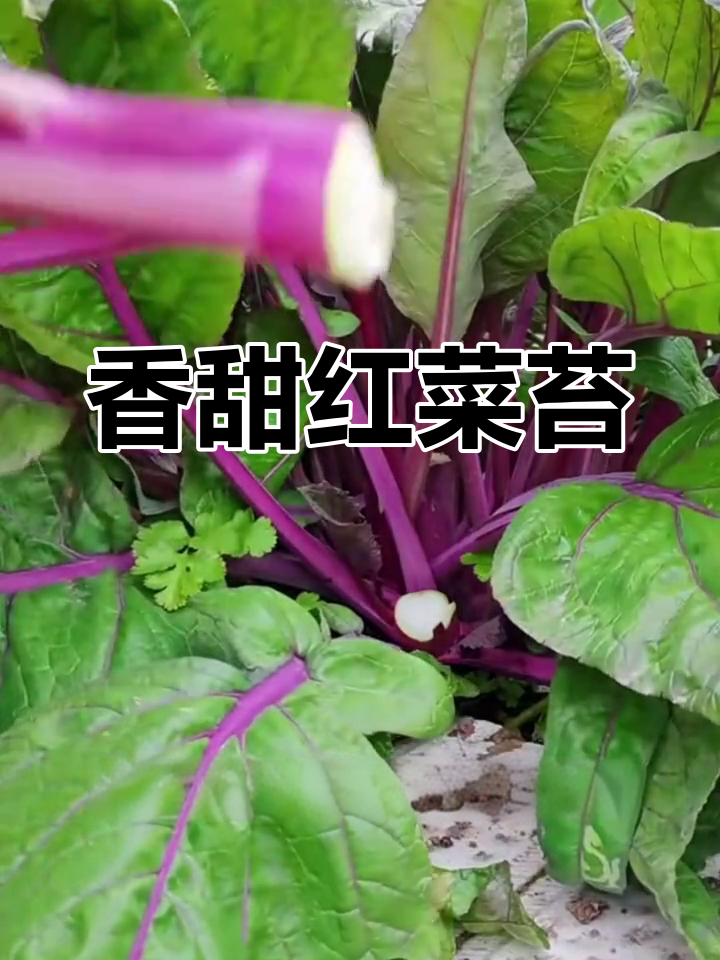 红菜苔:南方常见北方少见的蔬菜,营养丰富又美味