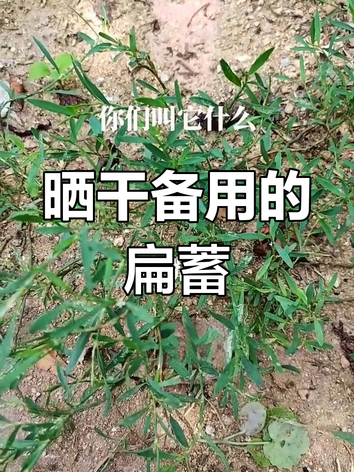 扁嘴鸭泡水,家乡的宝贝