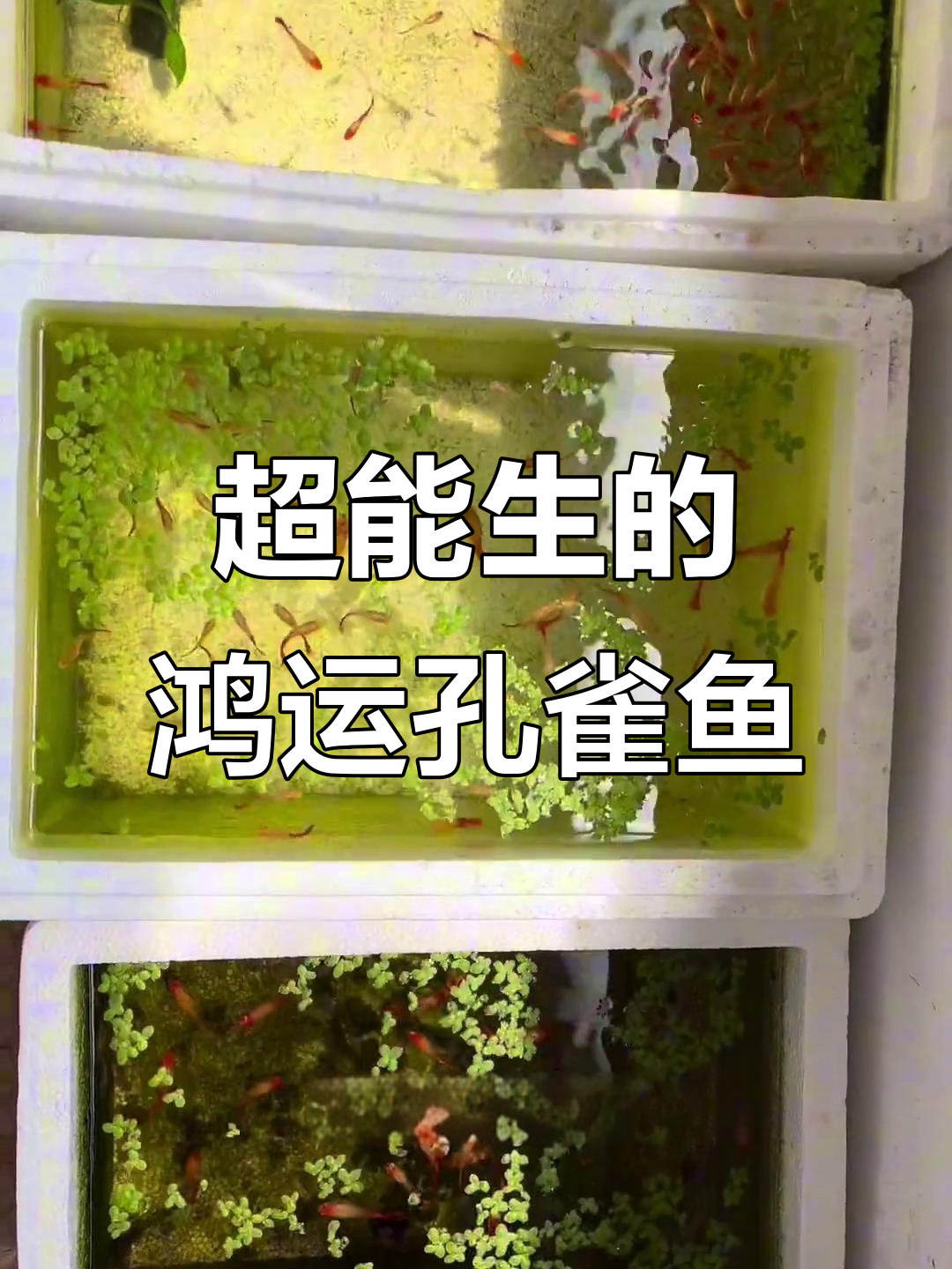 鸿运当头孔雀鱼：超能生，简单好养