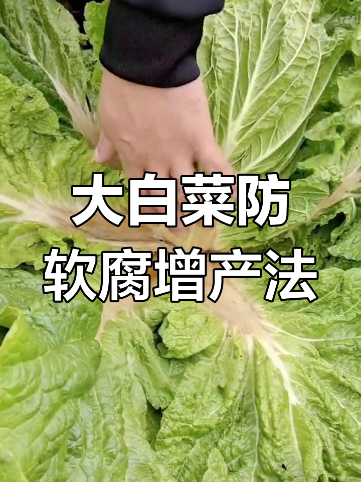 白菜种植必备防腐包心剂,效果立竿见影