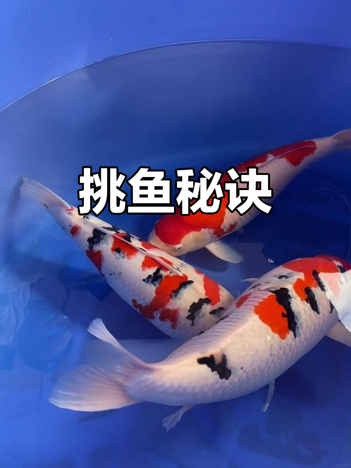 挑选锦鲤，关键看这几点！选对了，鱼儿自然茁壮成长