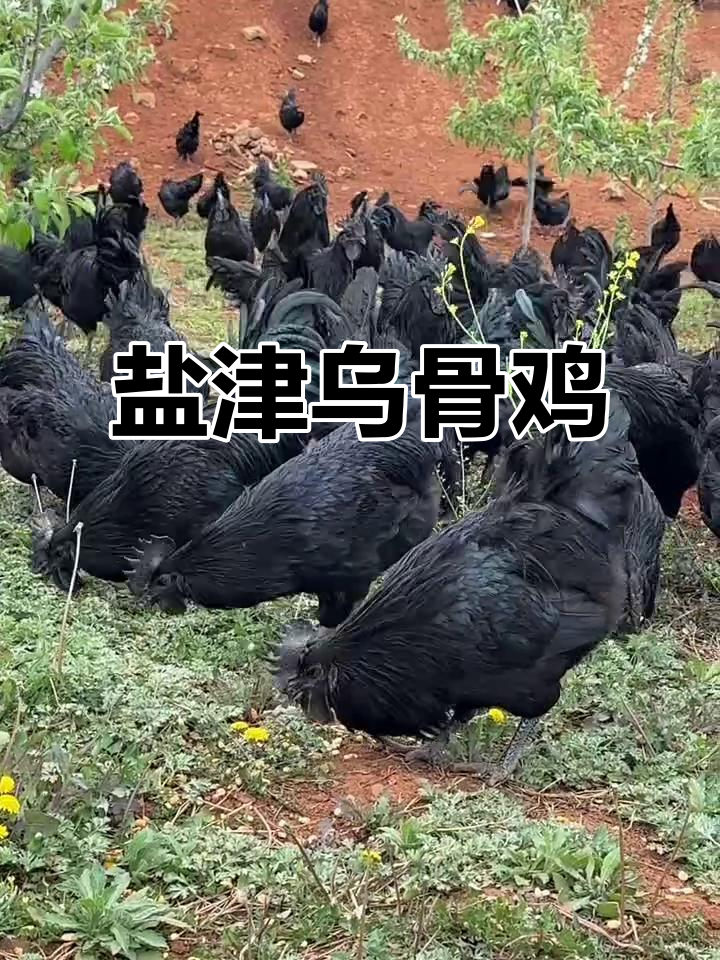 云南昭通盐津乌骨鸡:中国十大名鸡之一,乌黑皮肉鲜美