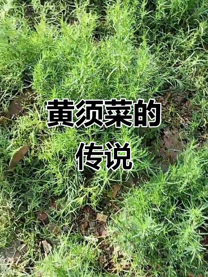 传说中的黄须菜,究竟有何奥秘?