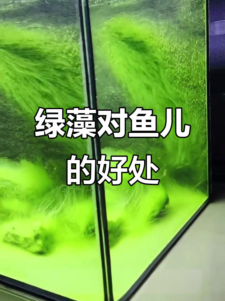 鱼缸绿藻的神奇作用,如何正确处理不影响美观
