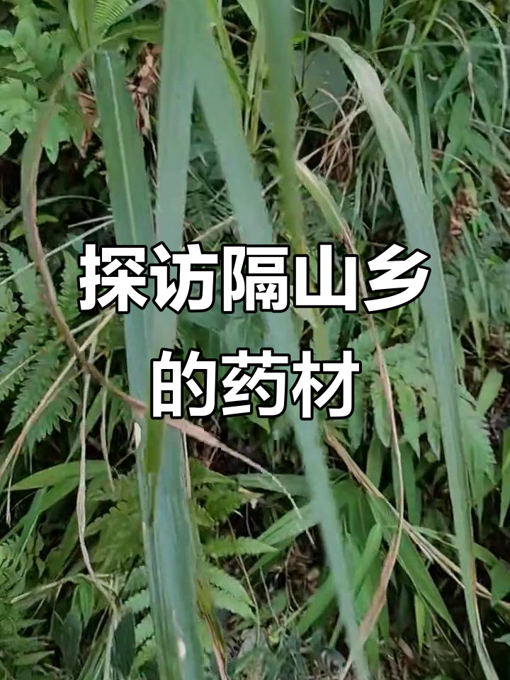 隔山香药材大揭秘:鸡爪前胡的神奇之旅