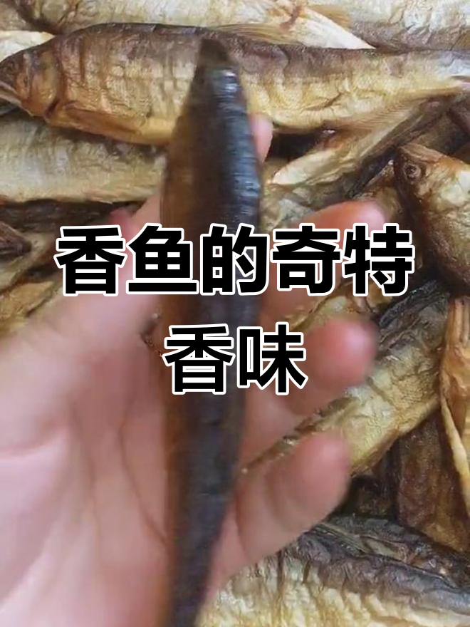 香鱼因背部香气独特而得名,又称香油鱼