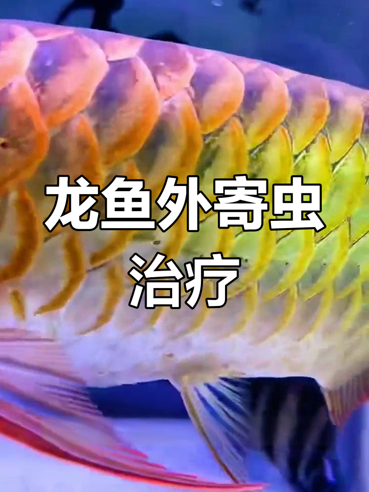 龙鱼体外寄生虫的治疗方法
